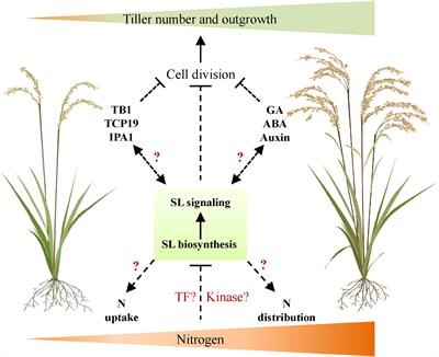 Is strigolactone signaling a key player in regulating tiller formation in response to nitrogen?
